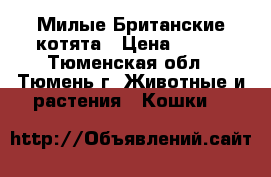  Милые Британские котята › Цена ­ 500 - Тюменская обл., Тюмень г. Животные и растения » Кошки   